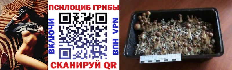 Псилоцибиновые грибы GOLDEN TEACHER Ковдор